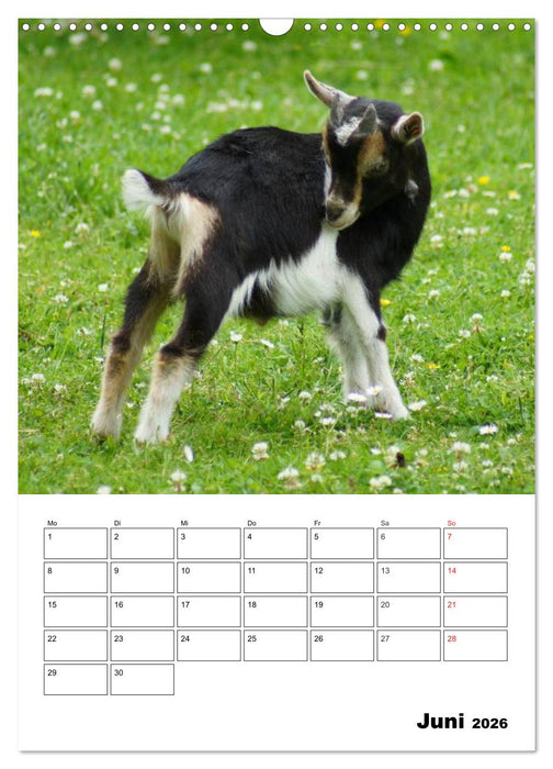 Ziegen Terminplaner (CALVENDO Wandkalender 2026)