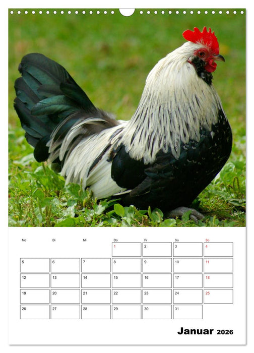 Hühner Terminplaner (CALVENDO Wandkalender 2026)