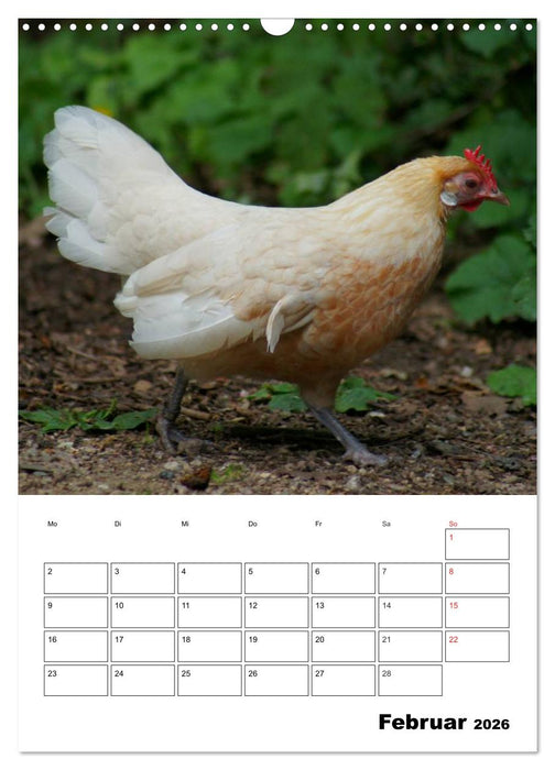Hühner Terminplaner (CALVENDO Wandkalender 2026)