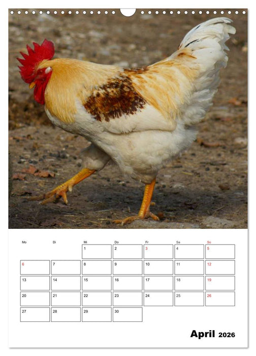 Hühner Terminplaner (CALVENDO Wandkalender 2026)