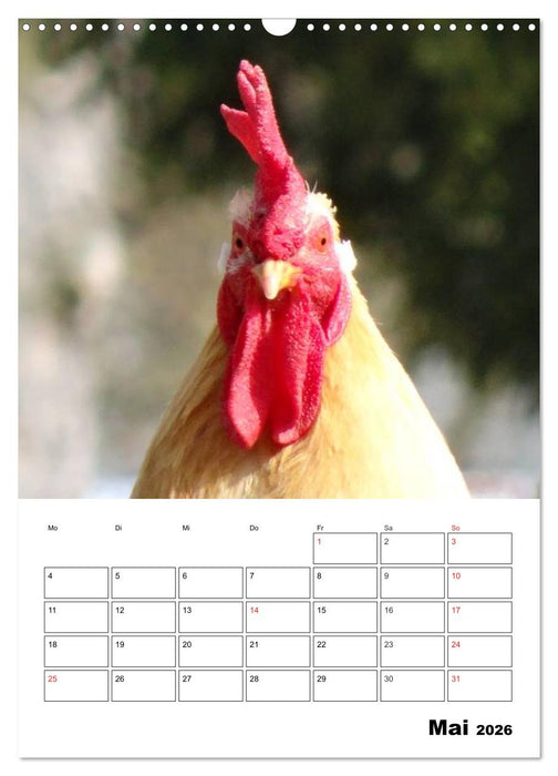 Hühner Terminplaner (CALVENDO Wandkalender 2026)