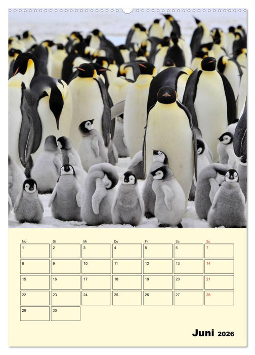 Pinguine. Wackeln im Thermo-Frack (CALVENDO Wandkalender 2026)