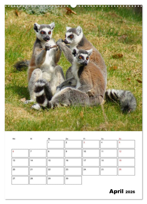 Katta Terminplaner (CALVENDO Wandkalender 2026)