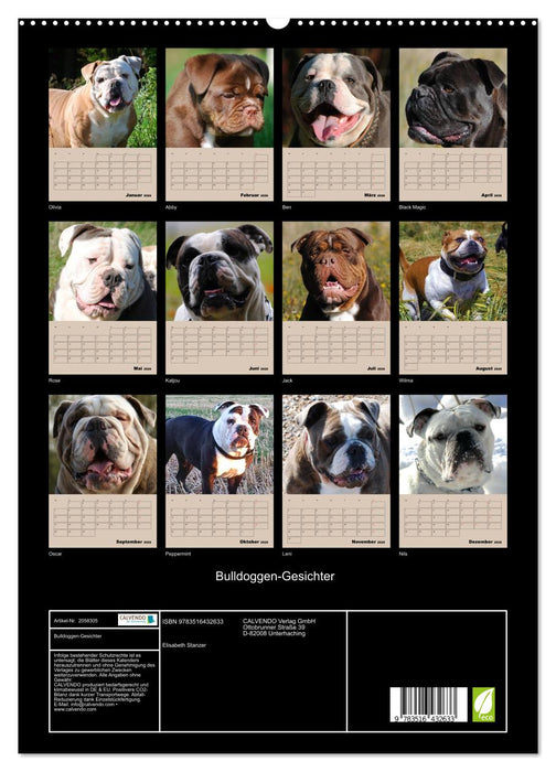 Bulldoggen-Gesichter (CALVENDO Premium Wandkalender 2026)
