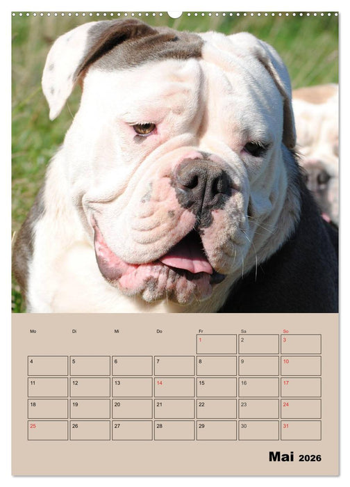 Bulldoggen-Gesichter (CALVENDO Premium Wandkalender 2026)