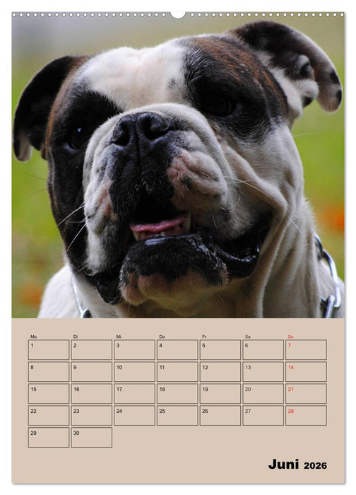 Bulldoggen-Gesichter (CALVENDO Premium Wandkalender 2026)