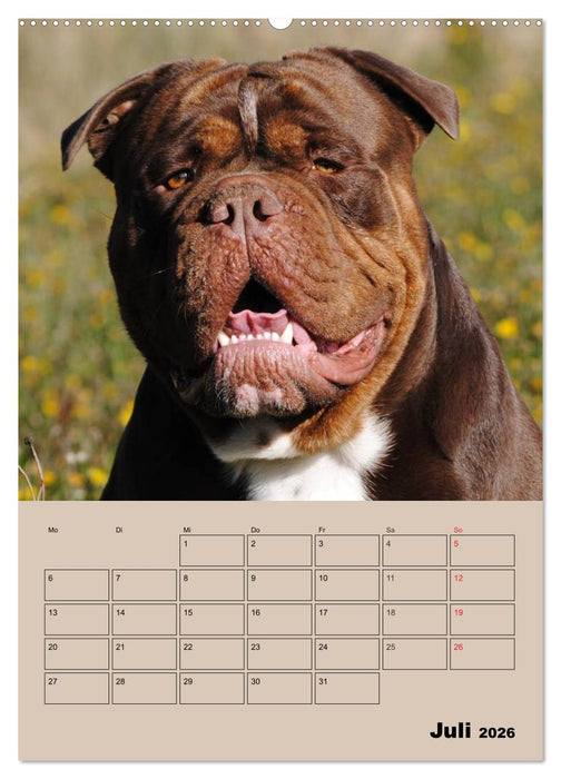 Bulldoggen-Gesichter (CALVENDO Premium Wandkalender 2026)