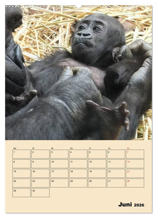 Gorillas (CALVENDO Premium Wandkalender 2026)