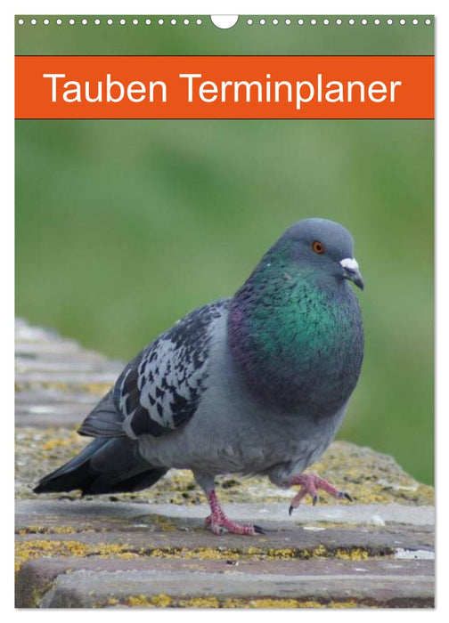 Tauben Terminplaner (CALVENDO Wandkalender 2026)