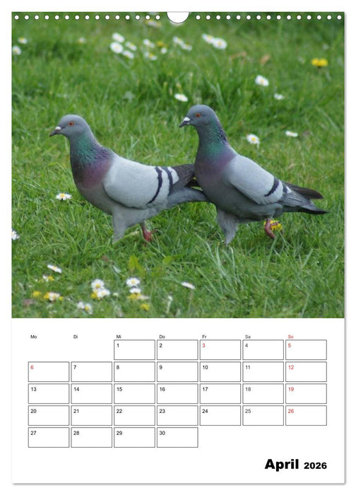 Tauben Terminplaner (CALVENDO Wandkalender 2026)