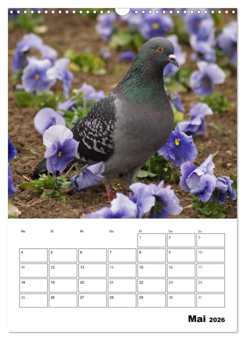 Tauben Terminplaner (CALVENDO Wandkalender 2026)