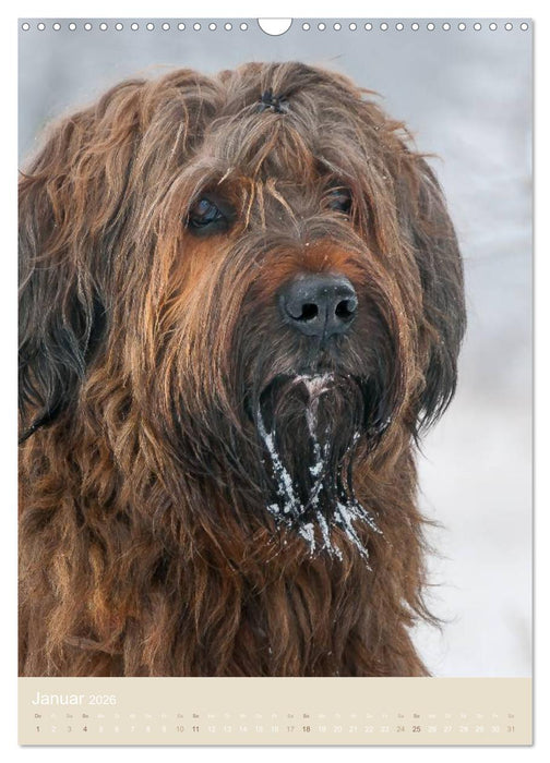 Briard-Gesichter (CALVENDO Wandkalender 2026)