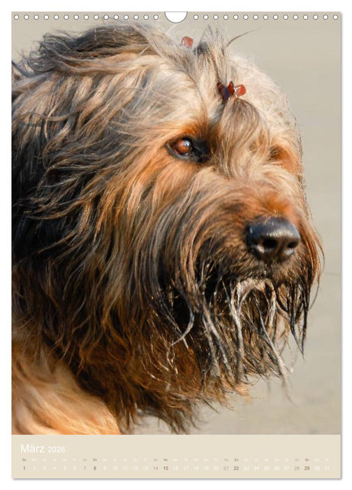 Briard-Gesichter (CALVENDO Wandkalender 2026)