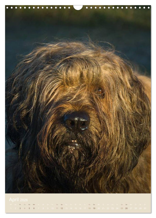 Briard-Gesichter (CALVENDO Wandkalender 2026)