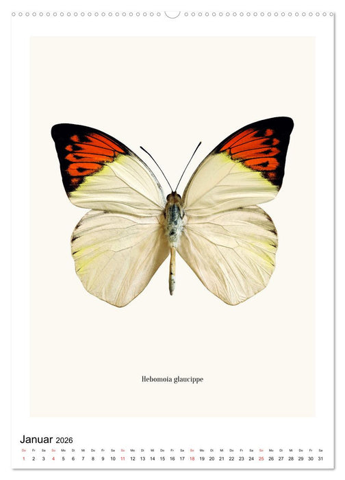 Die schönsten Schmetterlinge (CALVENDO Premium Wandkalender 2026)
