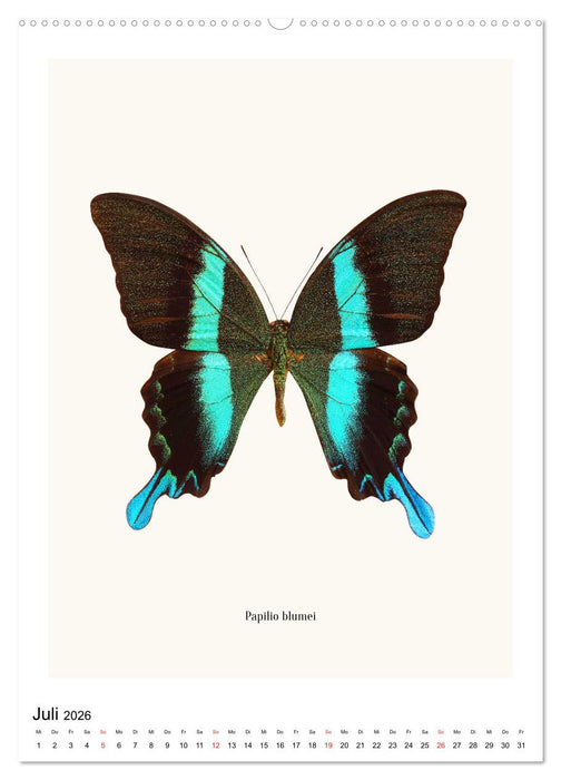 Die schönsten Schmetterlinge (CALVENDO Premium Wandkalender 2026)