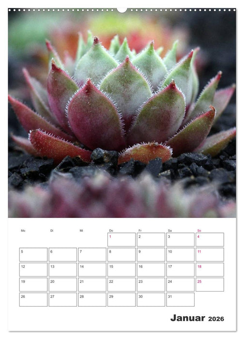 Ich liebe Sempervivum (CALVENDO Premium Wandkalender 2026)