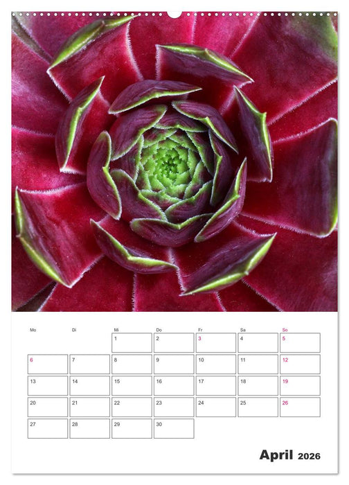 Ich liebe Sempervivum (CALVENDO Premium Wandkalender 2026)