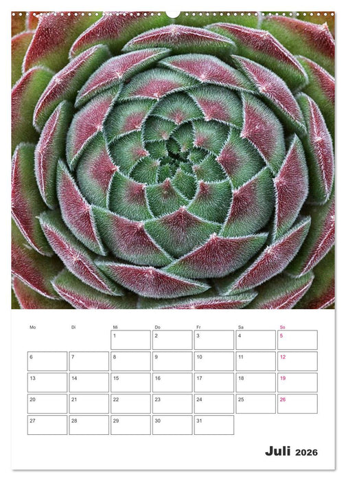 Ich liebe Sempervivum (CALVENDO Premium Wandkalender 2026)