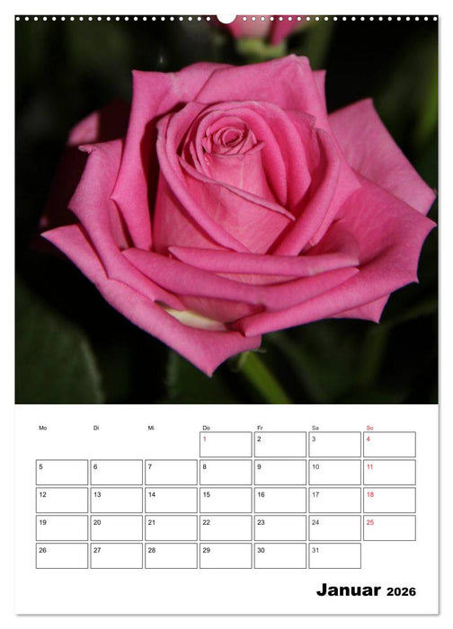 Zauberhafte Rosen (CALVENDO Premium Wandkalender 2026)