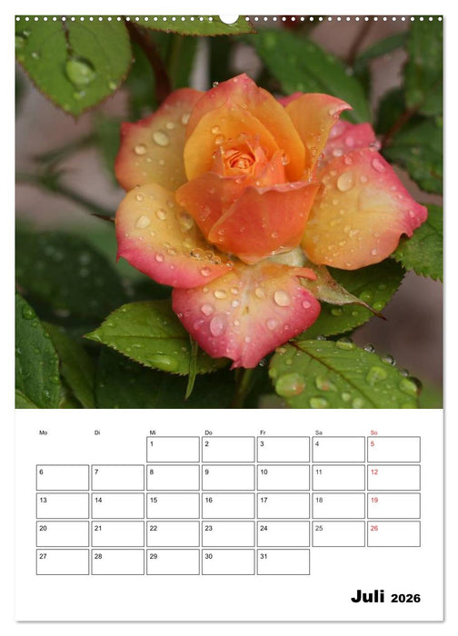 Zauberhafte Rosen (CALVENDO Premium Wandkalender 2026)