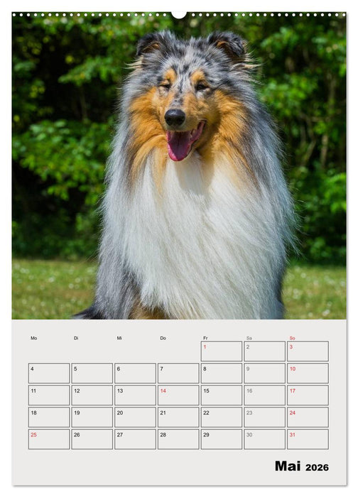 Collies - Freunde für´s Leben (CALVENDO Premium Wandkalender 2026)