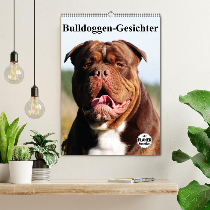 Bulldoggen-Gesichter (CALVENDO Wandkalender 2026)