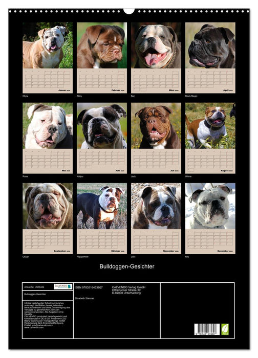 Bulldoggen-Gesichter (CALVENDO Wandkalender 2026)