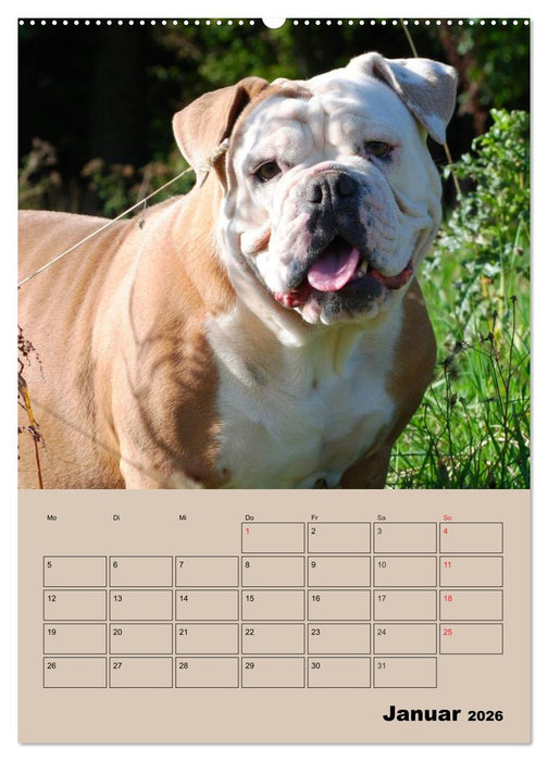 Bulldoggen-Gesichter (CALVENDO Wandkalender 2026)