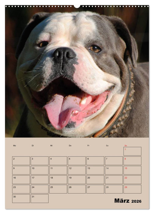 Bulldoggen-Gesichter (CALVENDO Wandkalender 2026)