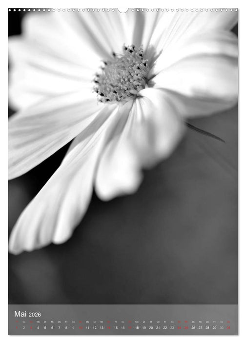 Monochrome Blüten - In Schwarz-Weiß Bildern durch das Jahr (CALVENDO Wandkalender 2026)