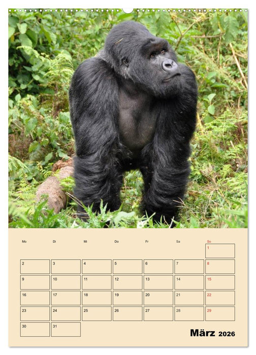 Gorillas (CALVENDO Wandkalender 2026)