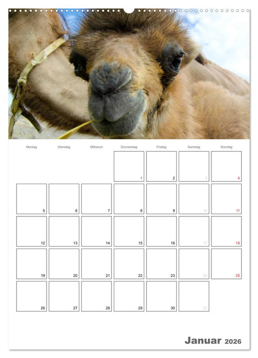 Kamel Porträt (CALVENDO Premium Wandkalender 2026)