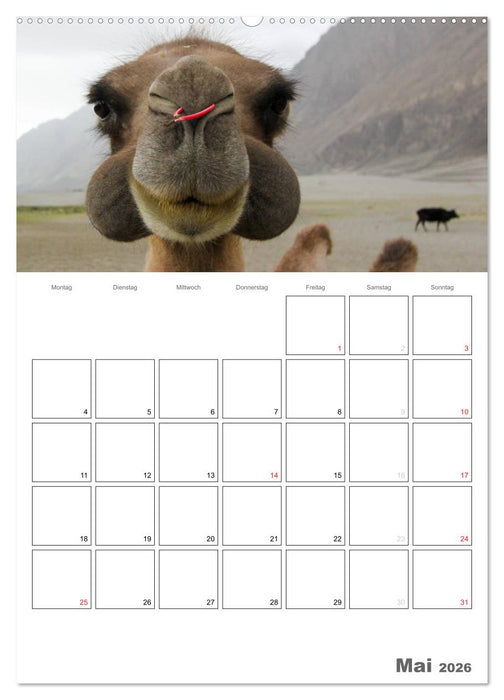 Kamel Porträt (CALVENDO Premium Wandkalender 2026)