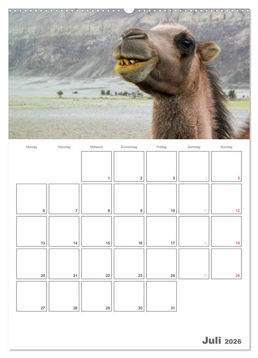 Kamel Porträt (CALVENDO Premium Wandkalender 2026)