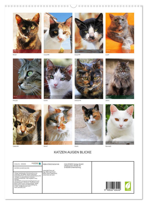 KATZEN AUGEN BLICKE (CALVENDO Premium Wandkalender 2026)