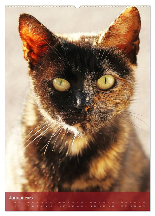 KATZEN AUGEN BLICKE (CALVENDO Premium Wandkalender 2026)