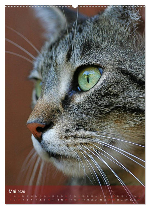 KATZEN AUGEN BLICKE (CALVENDO Premium Wandkalender 2026)