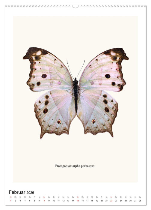 Die schönsten Schmetterlinge (CALVENDO Wandkalender 2026)