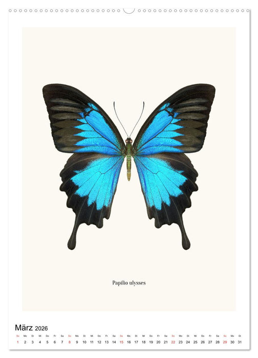 Die schönsten Schmetterlinge (CALVENDO Wandkalender 2026)