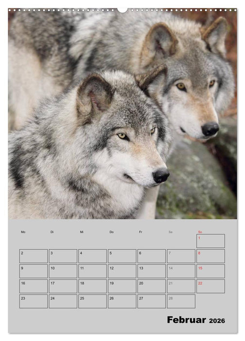 Wolf-Gesichter (CALVENDO Premium Wandkalender 2026)