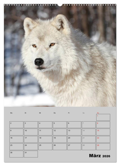 Wolf-Gesichter (CALVENDO Premium Wandkalender 2026)