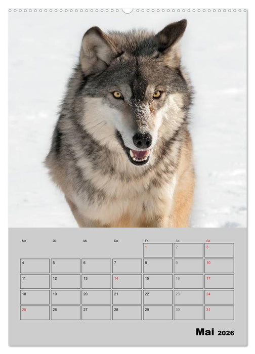 Wolf-Gesichter (CALVENDO Premium Wandkalender 2026)