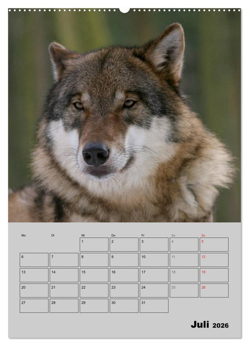 Wolf-Gesichter (CALVENDO Premium Wandkalender 2026)