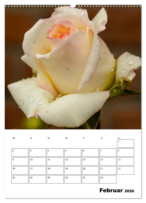 Zauberhafte Rosen (CALVENDO Wandkalender 2026)