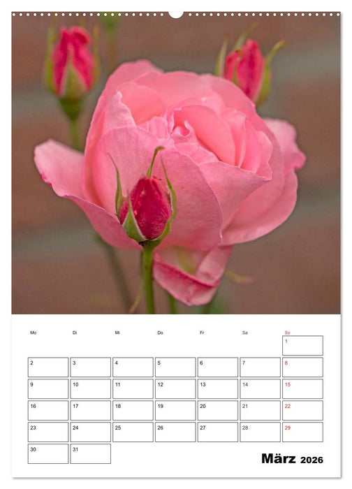 Zauberhafte Rosen (CALVENDO Wandkalender 2026)