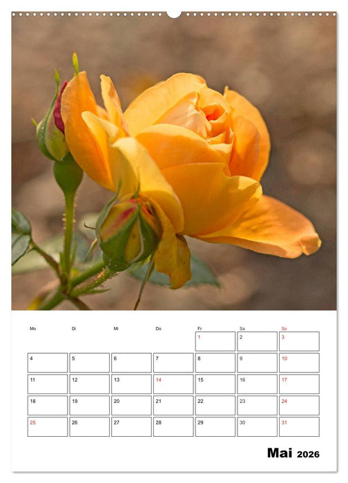 Zauberhafte Rosen (CALVENDO Wandkalender 2026)