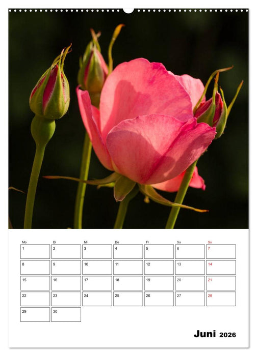 Zauberhafte Rosen (CALVENDO Wandkalender 2026)
