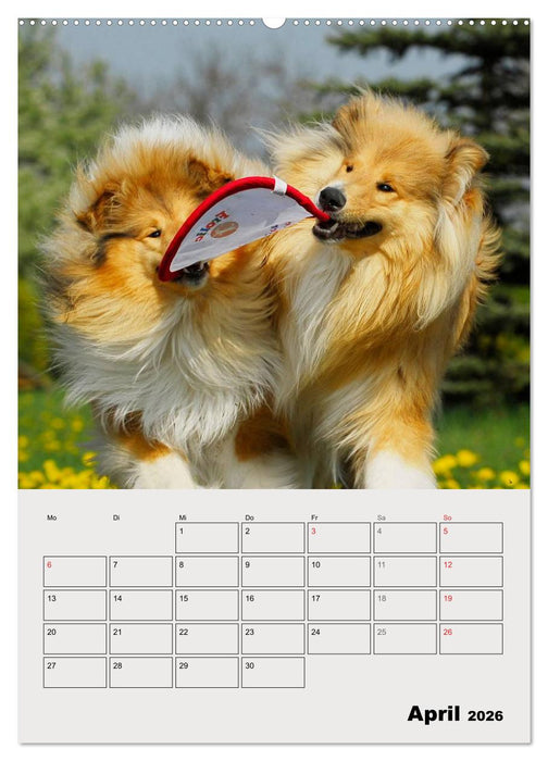Collies - Freunde für´s Leben (CALVENDO Wandkalender 2026)