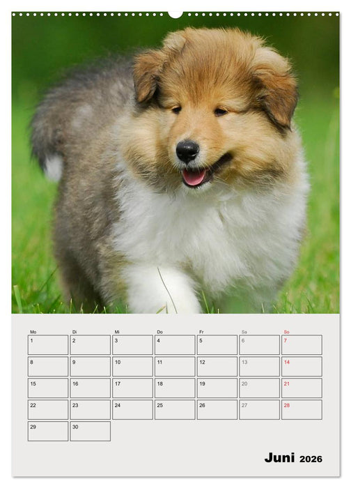 Collies - Freunde für´s Leben (CALVENDO Wandkalender 2026)